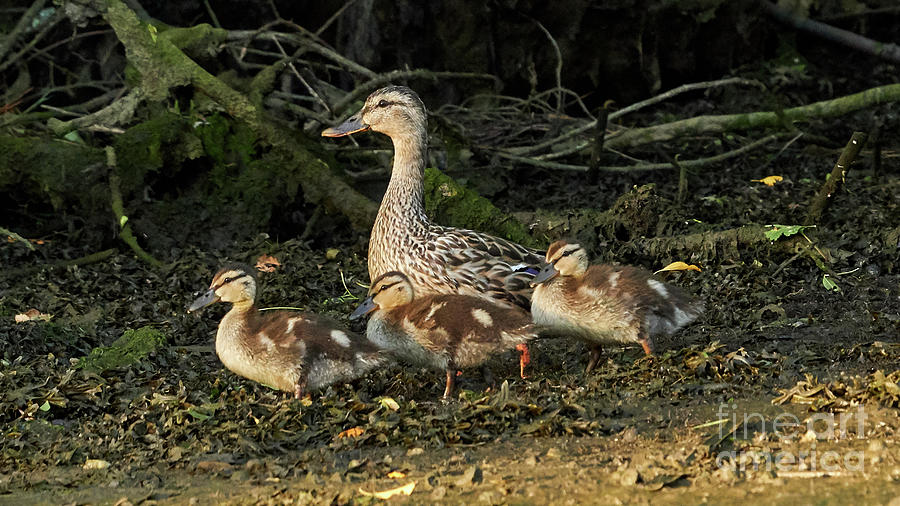 Female Mallard and Ducklings Walking #1 Photograph by Pablo Avanzini