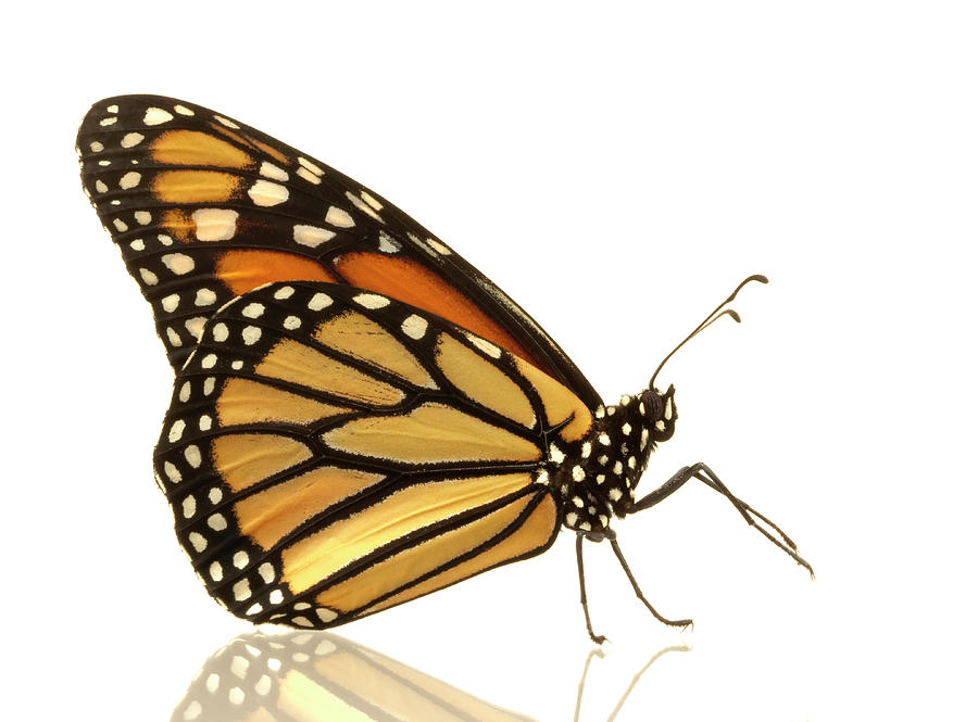 Female Monarch Butterfly Danaus Photograph by Don Farrall