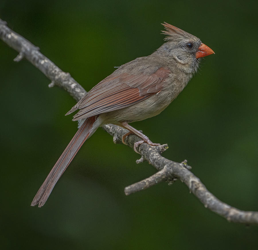 Bird Photograph - Female Northern Cardinal In The Wild #1 by Sandra Rust
