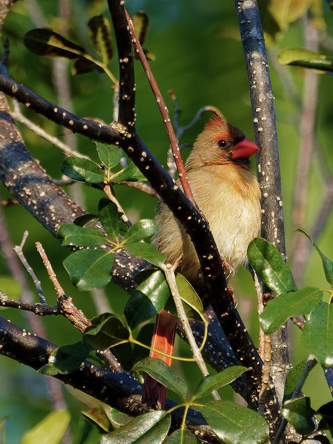 Female Northern Cardinal In Tree Photograph