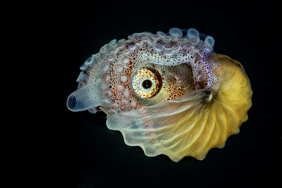 Female Paper Nautilus Argonauta Spp #1 Photograph by Bruce Shafer