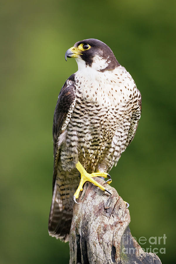 Female Peregrine Falcon #1 Photograph by John Devries/science Photo Library
