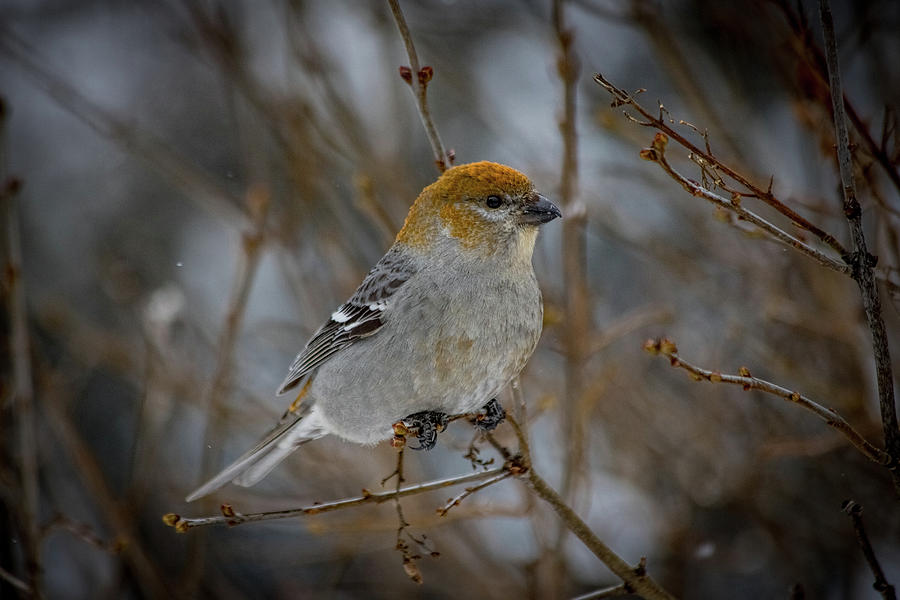 Female Pine Grosbeak on branch in the falling snow Photograph by Jeff ...