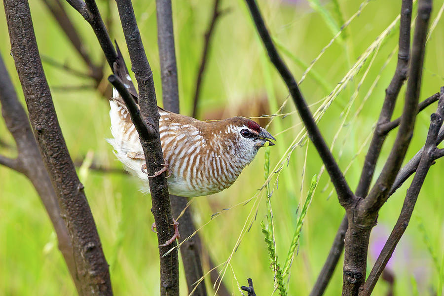 Wildlife Photograph - Female Plum-headed Finch Feeding In Long Grass, Dalby #1 by Bruce Thomson / Naturepl.com