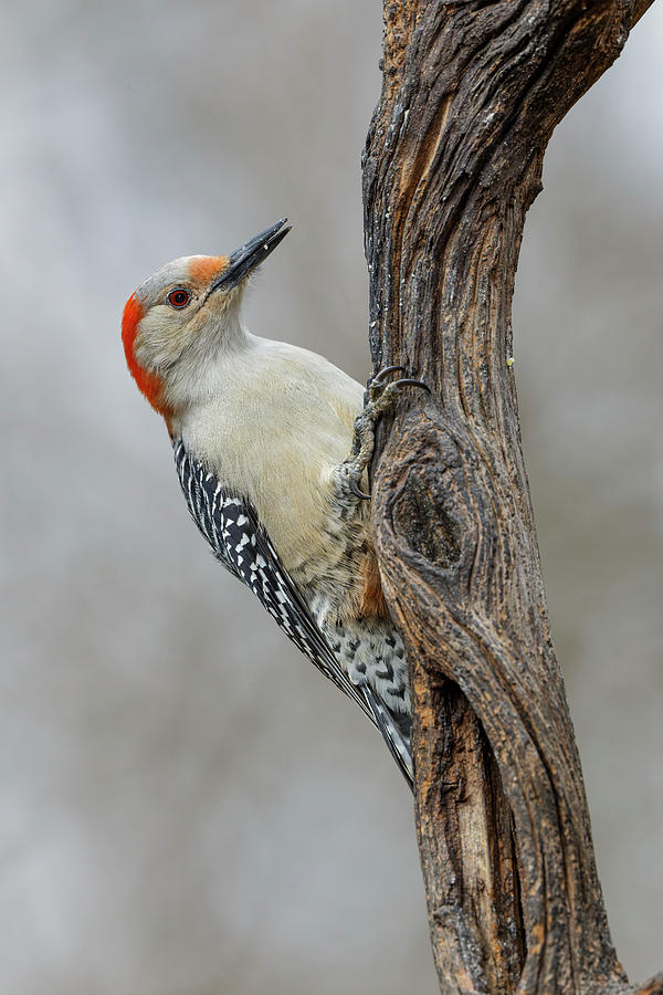 Adam Jones Photograph - Female Red-bellied Woodpecker And Red #1 by Adam Jones