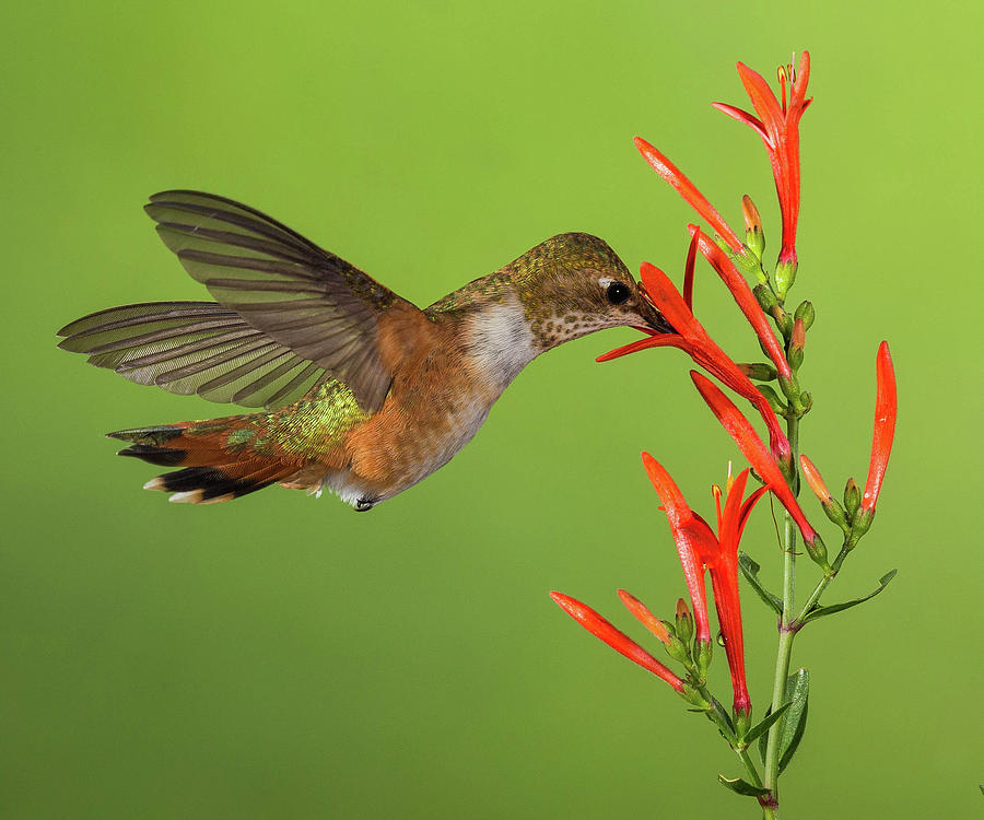 Female Rufous Hummingbird #1 Photograph by Wayne  Johnson