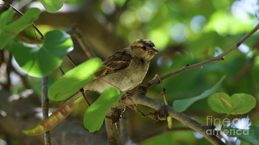 Female Spanish Sparrow Passer Hispaniolensis #1 Photograph by Pablo Avanzini