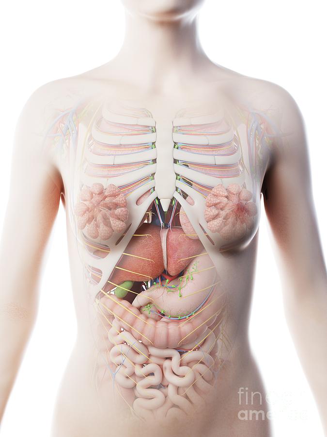 Female Upper Body Anatomy by Sebastian Kaulitzki/science Photo Library.