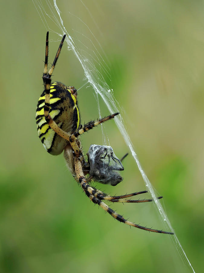 Wildlife Photograph - Female Wasp Spider On Web With Freshly Wrapped Fly. East #1 by Andy Sands / Naturepl.com