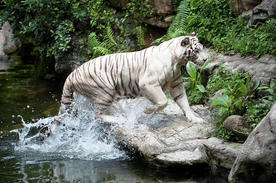 Female White Tiger (panthera Tigris Photograph by Nick Garbutt - Pixels