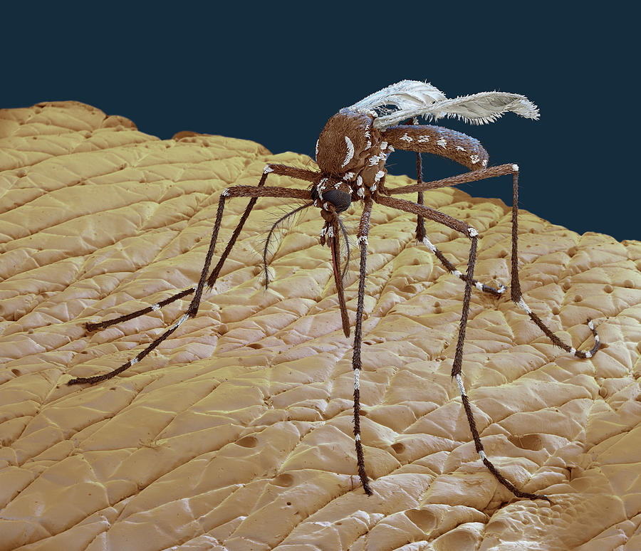 Female Yellow Fever Mosquito, Sem #1 Photograph by Eye Of Science