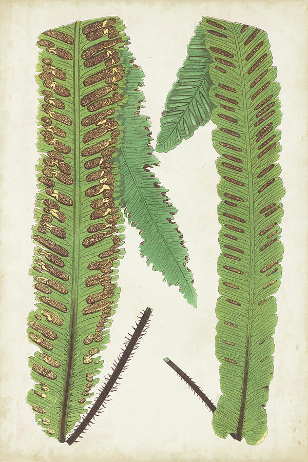 Fern Family IIi #1 Painting by Lowe