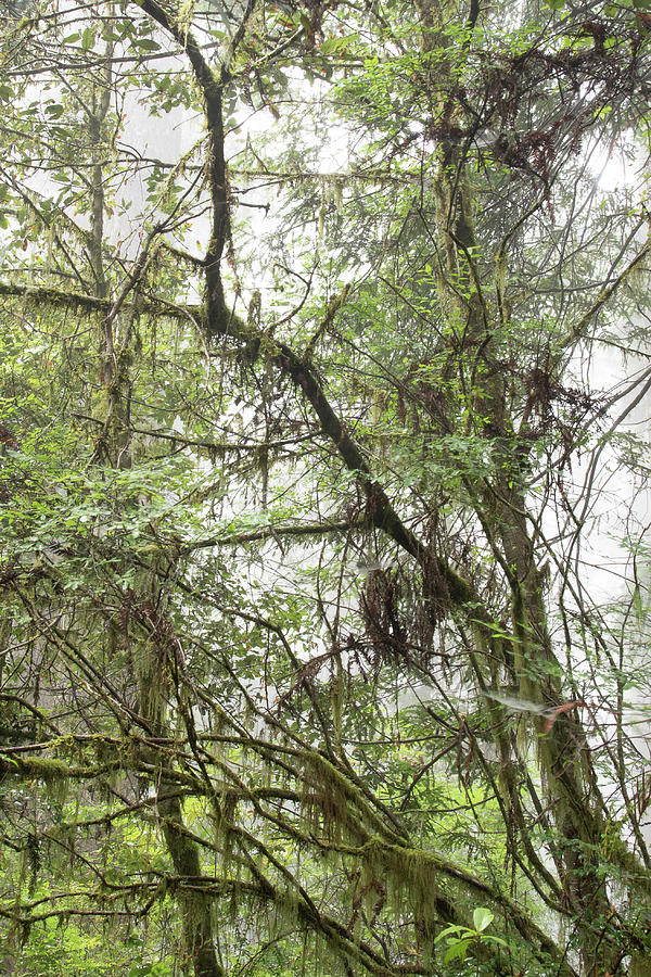 1 Fern Grove Fog, N. California Photograph by Phyllis Spoor