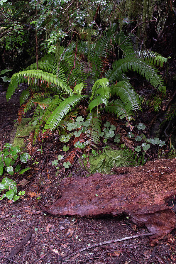 Fern Grove Redwoods N. California #1 Photograph by Phyllis Spoor