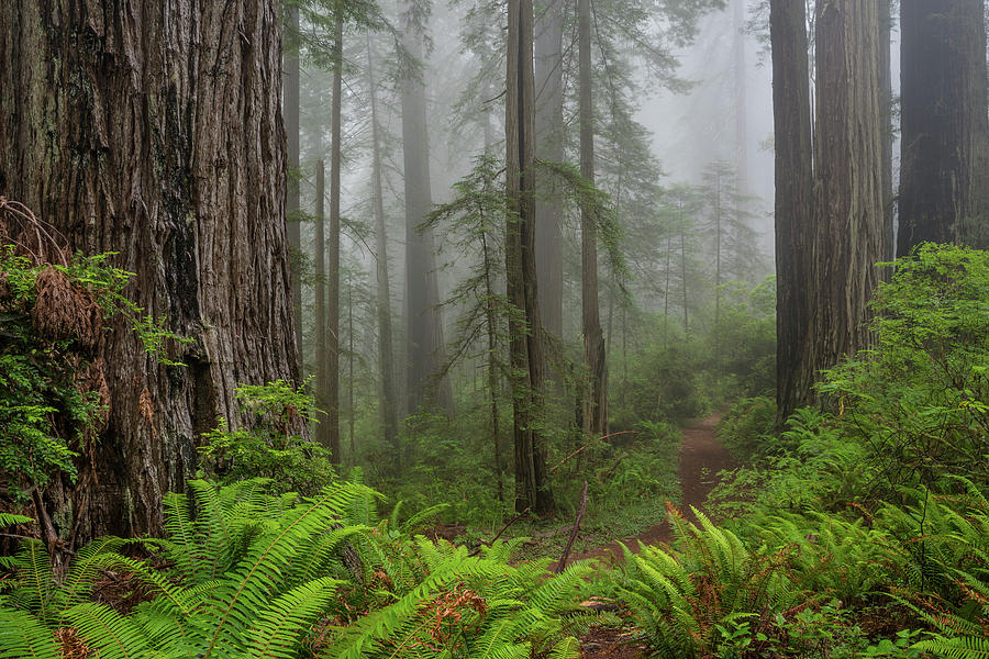 Redwood National Park Photograph - Ferns and Redwoods #1 by Greg Nyquist