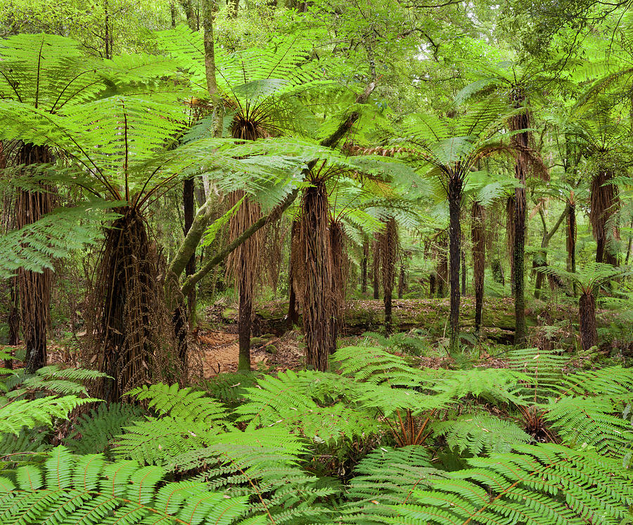 Ferns, Whirinaki Forest Park, Bay Of Plenty, North Island, New Zealand 