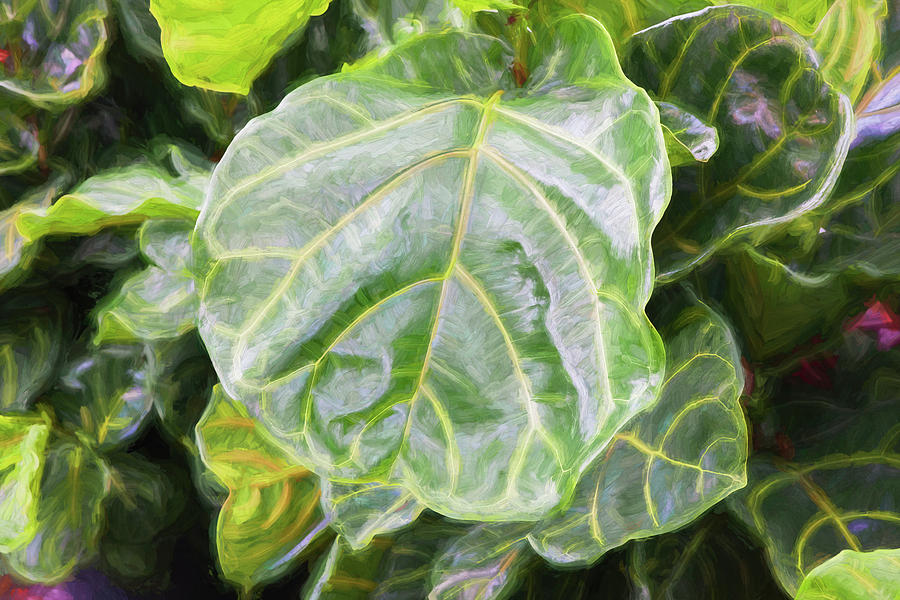 Fiddle Leaf Fig Tree 102 #1 Photograph by Rich Franco