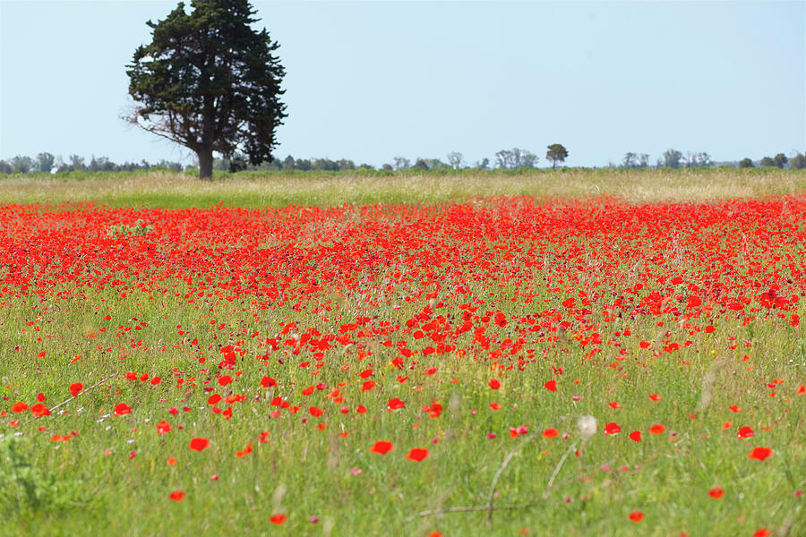 Field Of Poppy Flowers #1 Photograph by Henglein And Steets