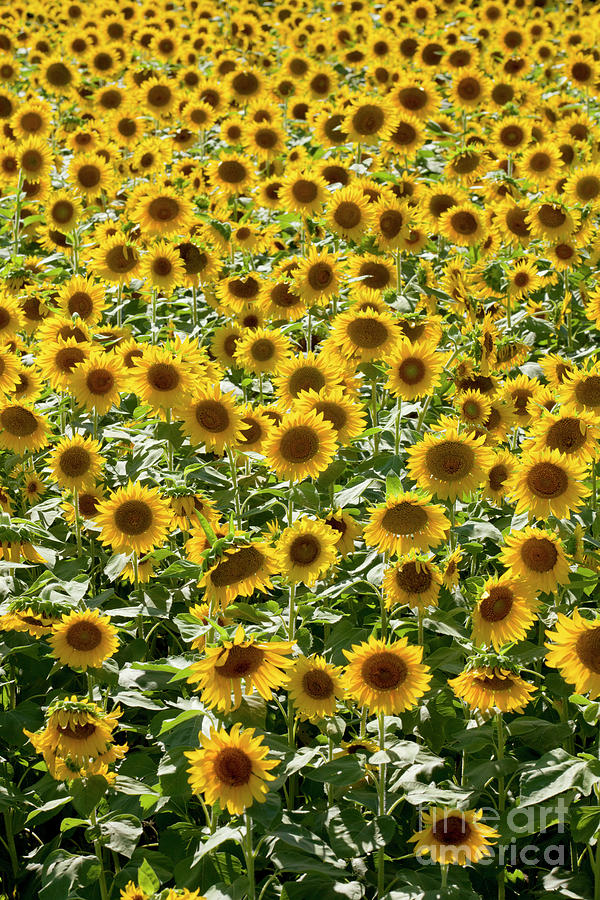Field of Sunflowers #1 Photograph by Anthony Totah