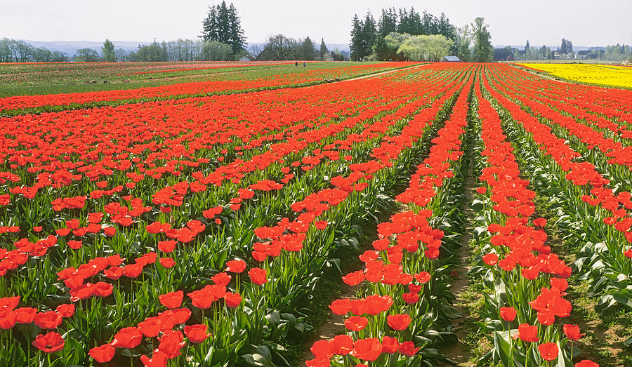 Field Of Tulips In Spring Photograph