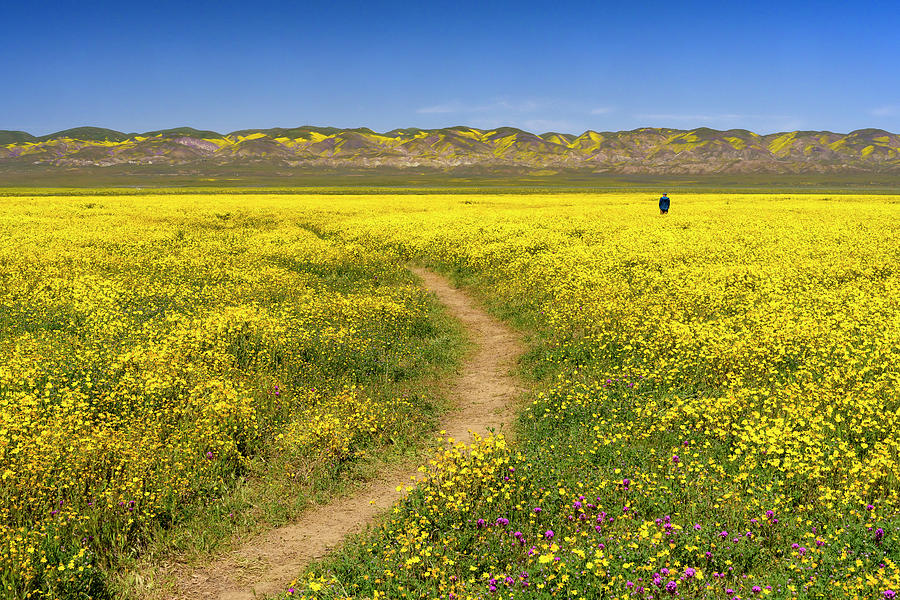Spring Photograph - Field Of Yellow #1 by Michael Blanchette Photography