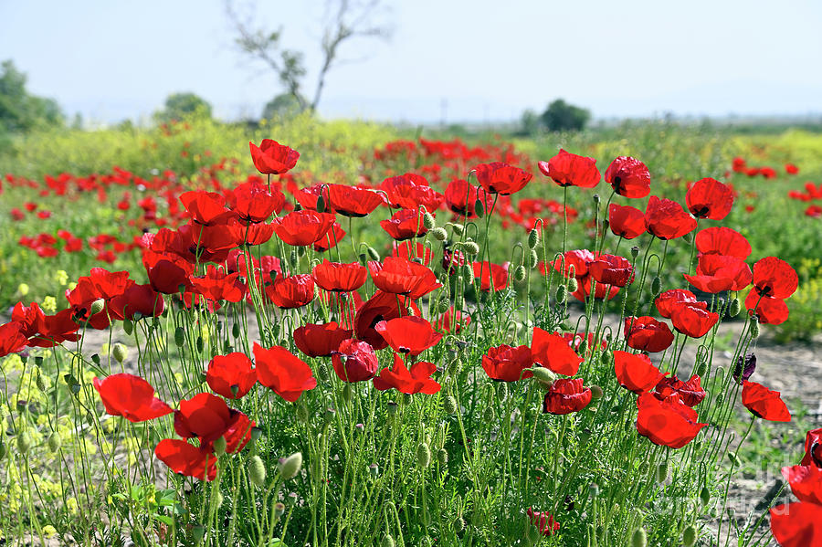 Pattern Photograph - Field with poppy flowers II by George Atsametakis