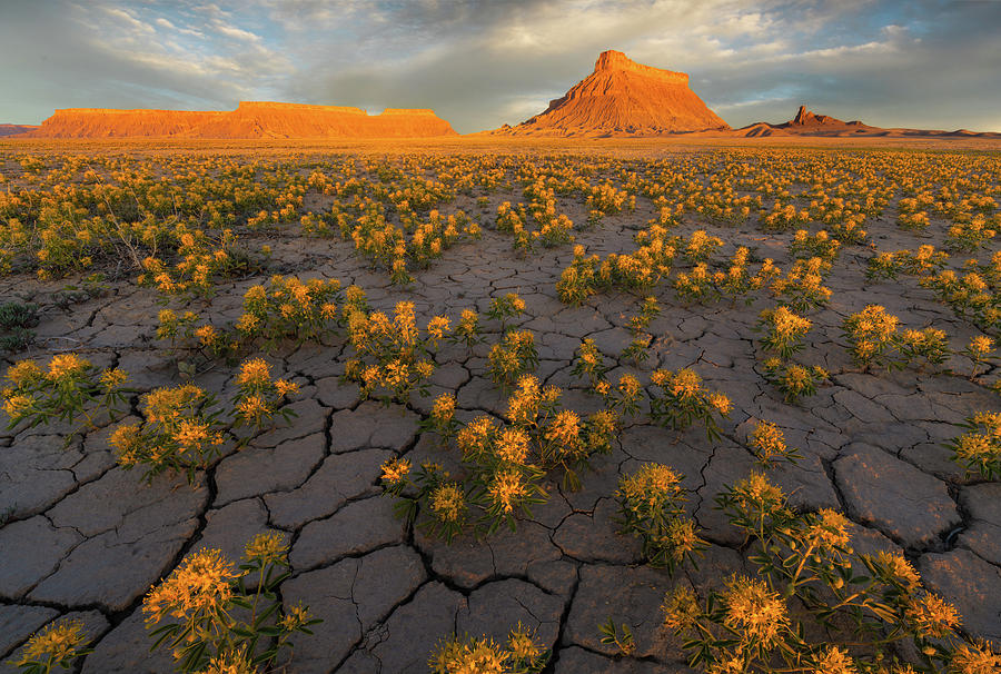 Fields of Gold #1 Photograph by Dustin LeFevre