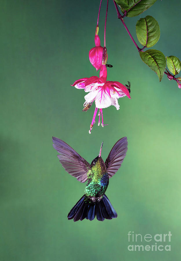 Fiery-throated Hummingbird Feeding From A Flower #1 Photograph by Dr P. Marazzi/science Photo Library