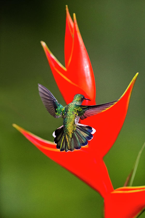 Fiery-throated Hummingbird Panterpe #1 Photograph by Panoramic Images