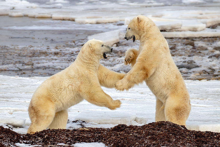 Bear Photograph - Fight !!! #1 by Alessandro Catta