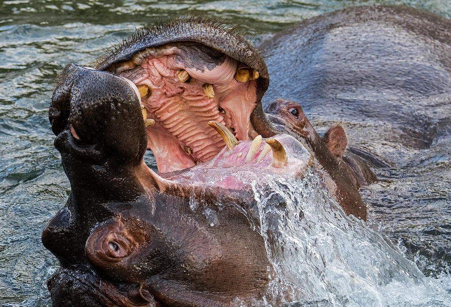 Fighting Hippos #1 Photograph by Arterra Picture Library