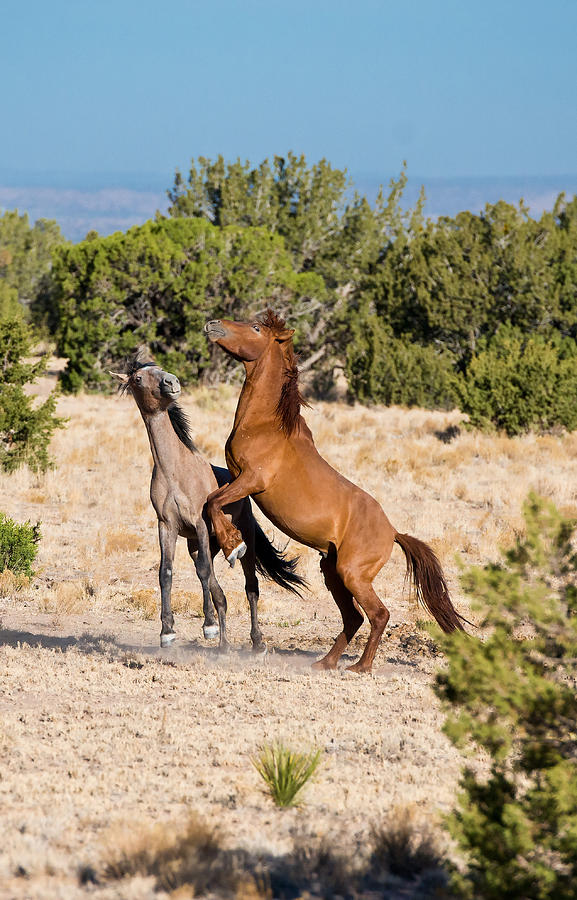 Fighting Mustangs #1 Photograph by Michael Lustbader