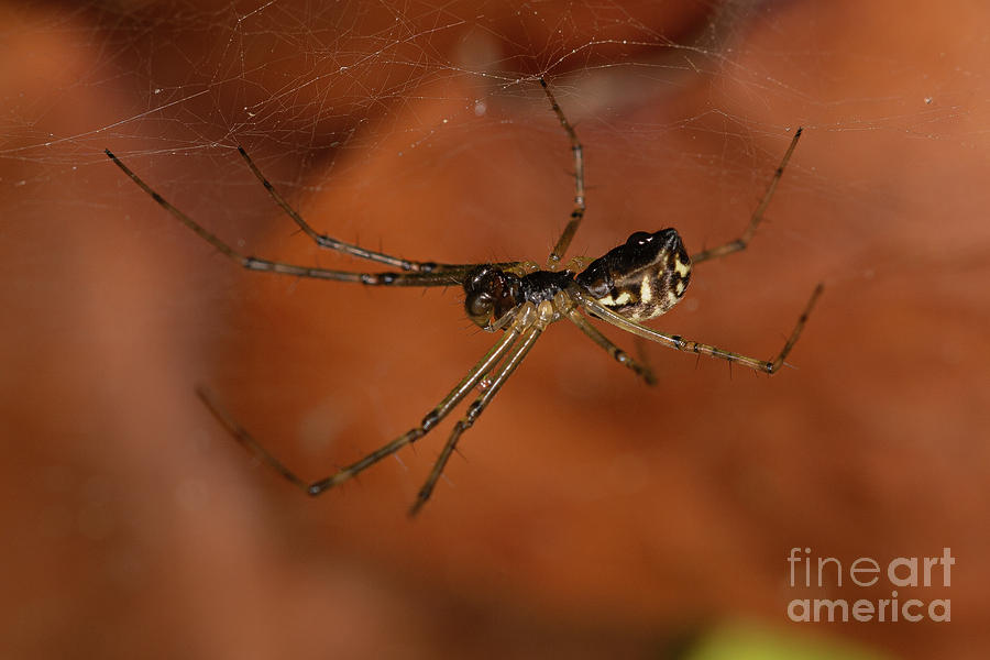 Filmy Dome Spider by Brian Roscorla Filmy Dome Spider by Brian Roscorla