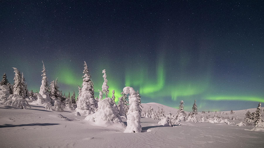 Finland, Lapland, Northern Lights Over Snow Covered Trees At Pallas ...