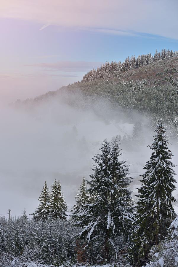 Winter Photograph - Fir Trees Full Of Snow On Cold Winter #1 by Daniel Chetroni