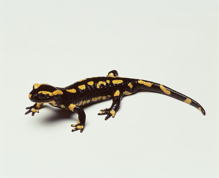 Wildlife Digital Art - Fire Salamander, Studio Shot #1 by Simon Murrell