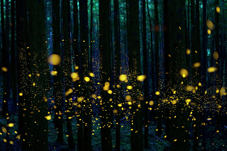 Fireflies In The Night Forest #1 Photograph by Hiroya Minakuchi