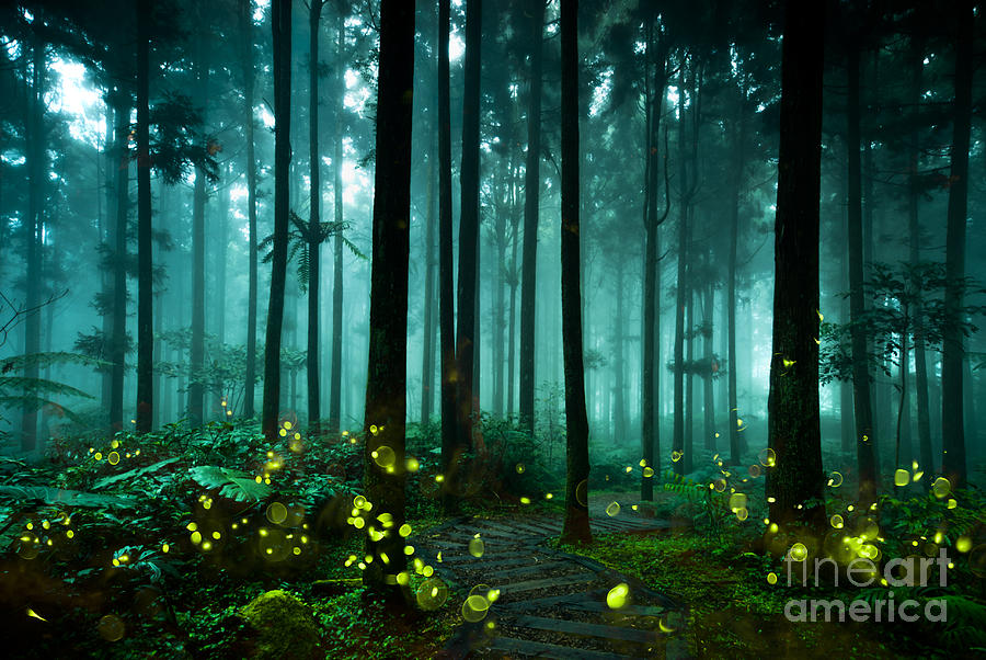 Forest Photograph - Firefly by Htu Forest Photograph - Firefly by Htu