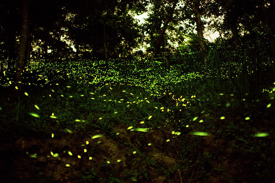 Firefly Photograph by Stagnantlife