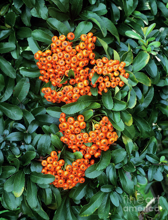 Firethorn Berries (pyracantha 'cadange') Photograph by Geoff Kidd ...