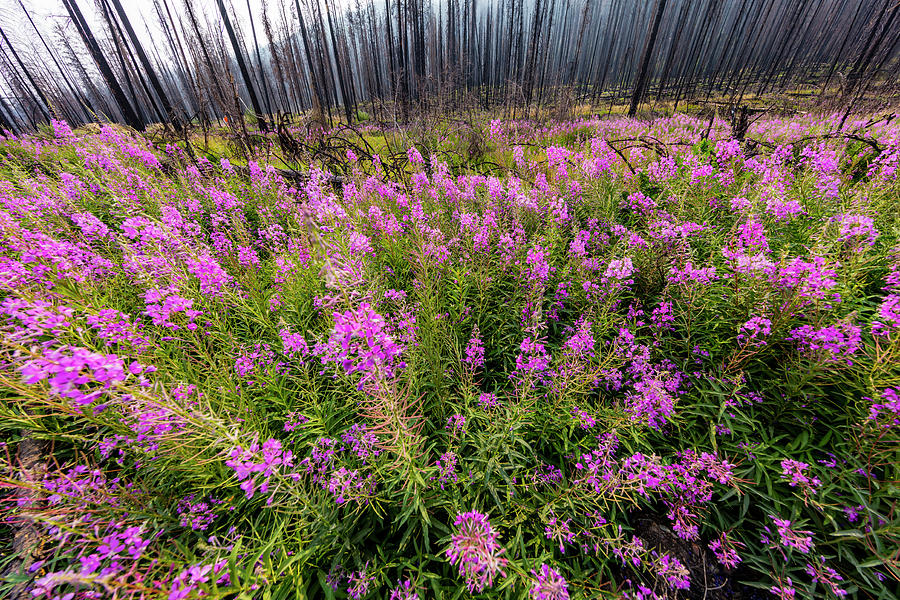 Fireweed Photograph - Fireweed Filling In After Wildfire #1 by Jaynes Gallery