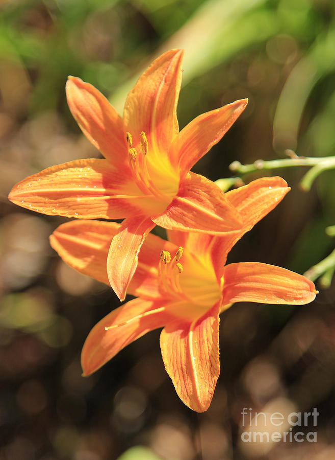 First Steps Daylily Flower Art Photograph by James Ingram - Fine Art ...