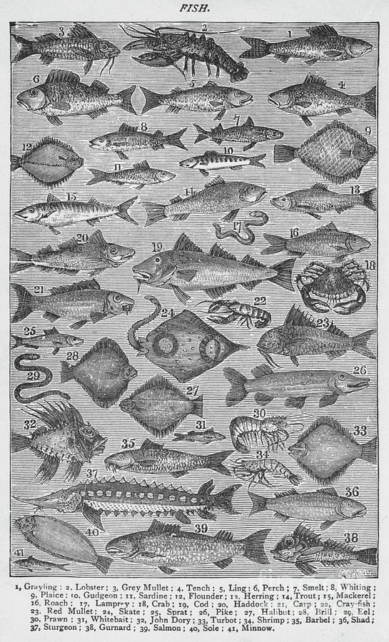 Fish, 1907, 1907 #1 Drawing by Print Collector