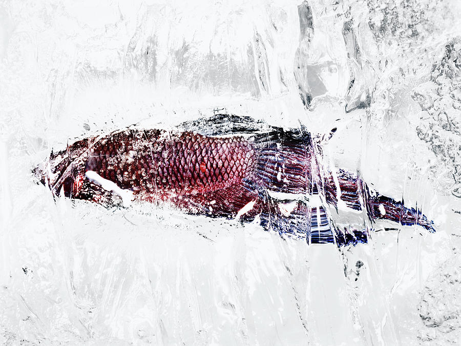 Fish In Ice Photograph by Yusuke Murata