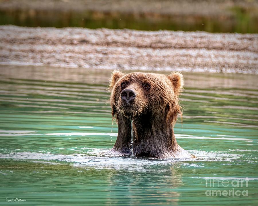 Fishing - Bears Photograph