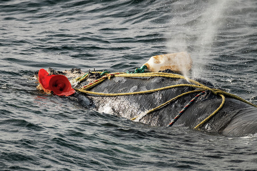 Animal Photograph - Fishing Ropes Wrap Over The Blowhole Of A Severely #1 by Nick Hawkins / Naturepl.com