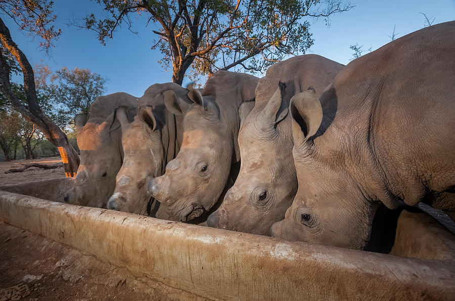 Wildlife Photograph - Five Orphaned White Rhinoceros Calves Feed From A Trough At #1 by Neil Aldridge / Naturepl.com