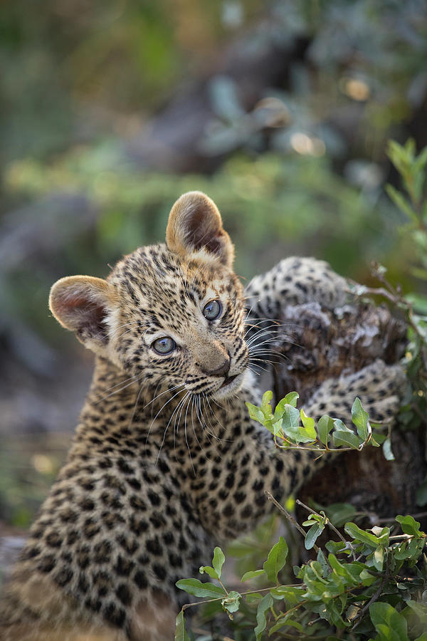 Five Week Old Leopard Cub #1 Photograph by Suzi Eszterhas