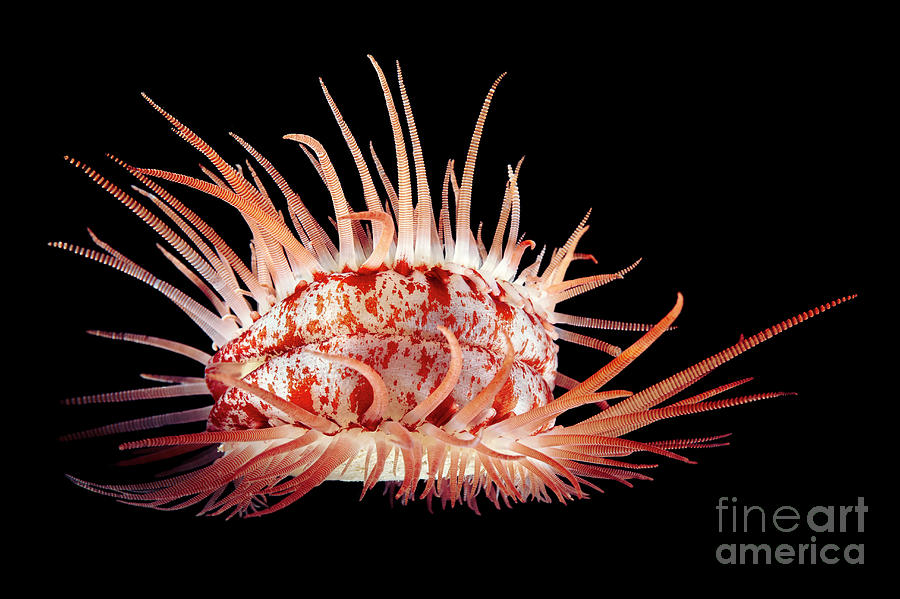 Flame Scallop #1 Photograph by Alexander Semenov/science Photo Library