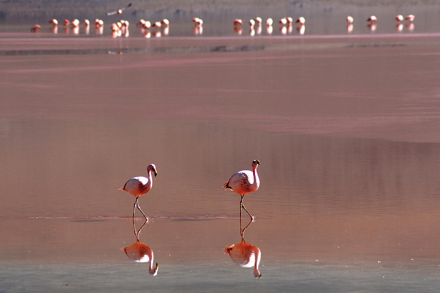 Flamingo At Laguna Colorada #1 Photograph by Giancarlo Baravalle